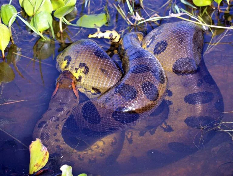 Green anaconda