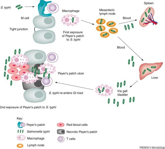 Typhoid Vaccine