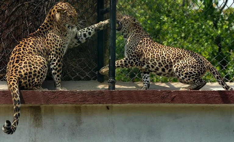 leopard population in india