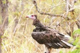 Vultures at Risk in Protected Areas