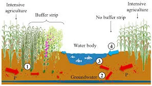 Harnessing Biomass on Degraded Land for a Sustainable Future