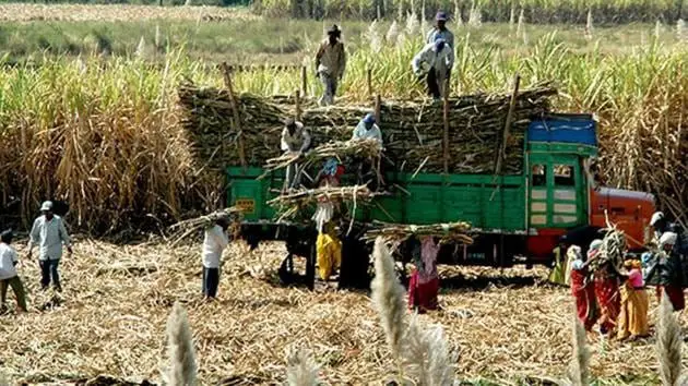 India’s Sugarcane Subsidies Under WTO Scrutiny