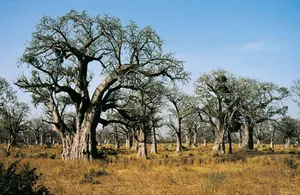 the baobab tree