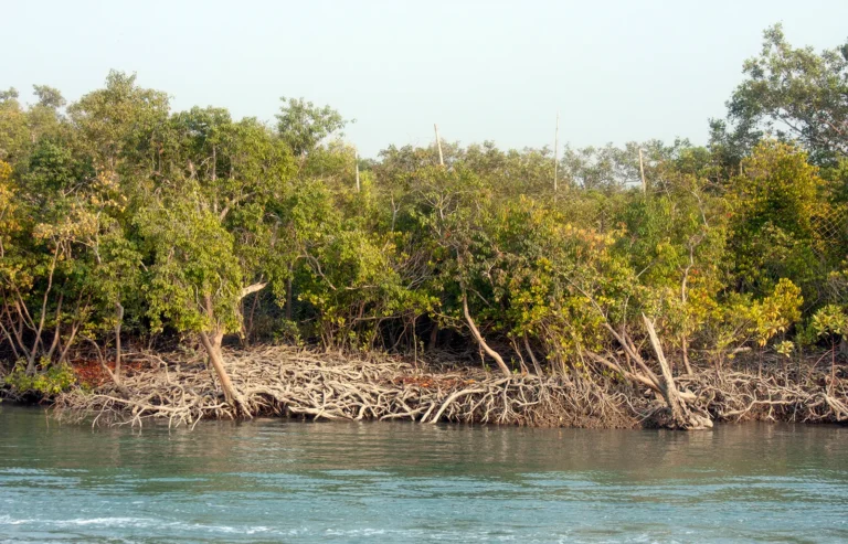 What is the Sundarbans?