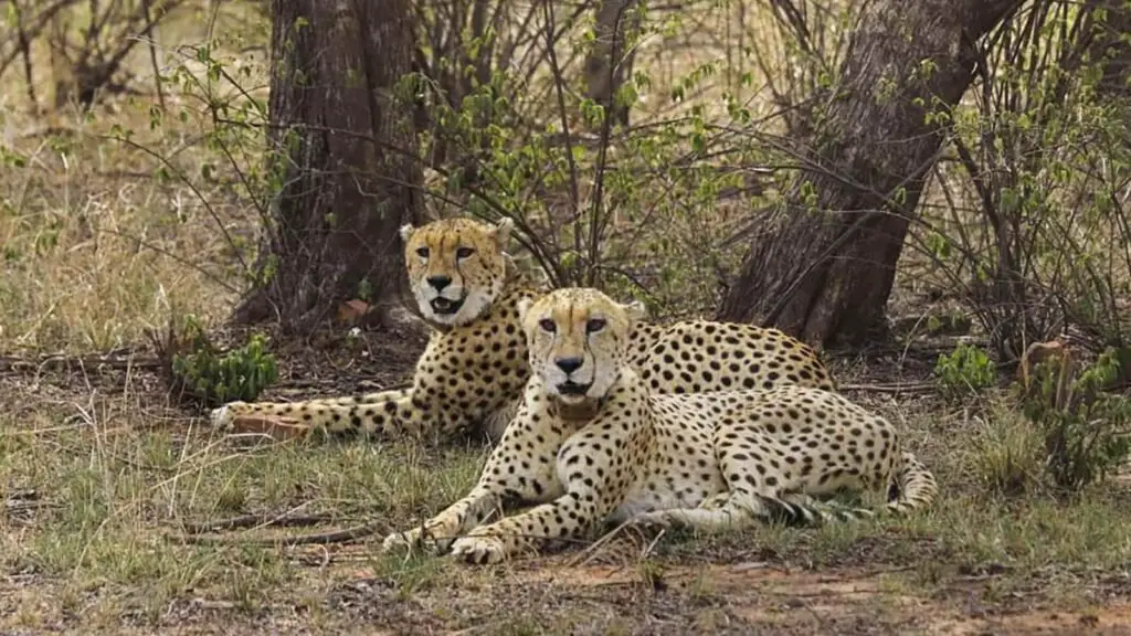 Gandhi Sagar Cheetah Reserve