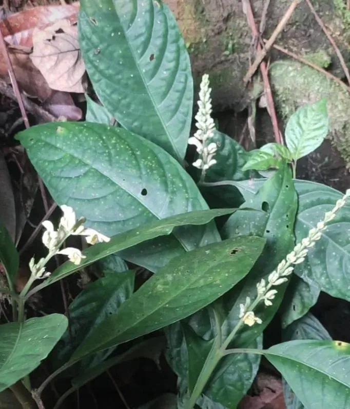 Phlogacanthus sudhansusekharii in the Itanagar Wildlife Sanctuary is a significant milestone in the field of botanical research.