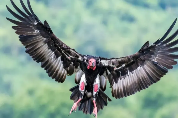 Chief Minister Yogi Adityanath inaugurated the Jatayu Conservation and Breeding Centre in Bharivaisi, located within the Campierganj Range of the Gorakhpur Forest