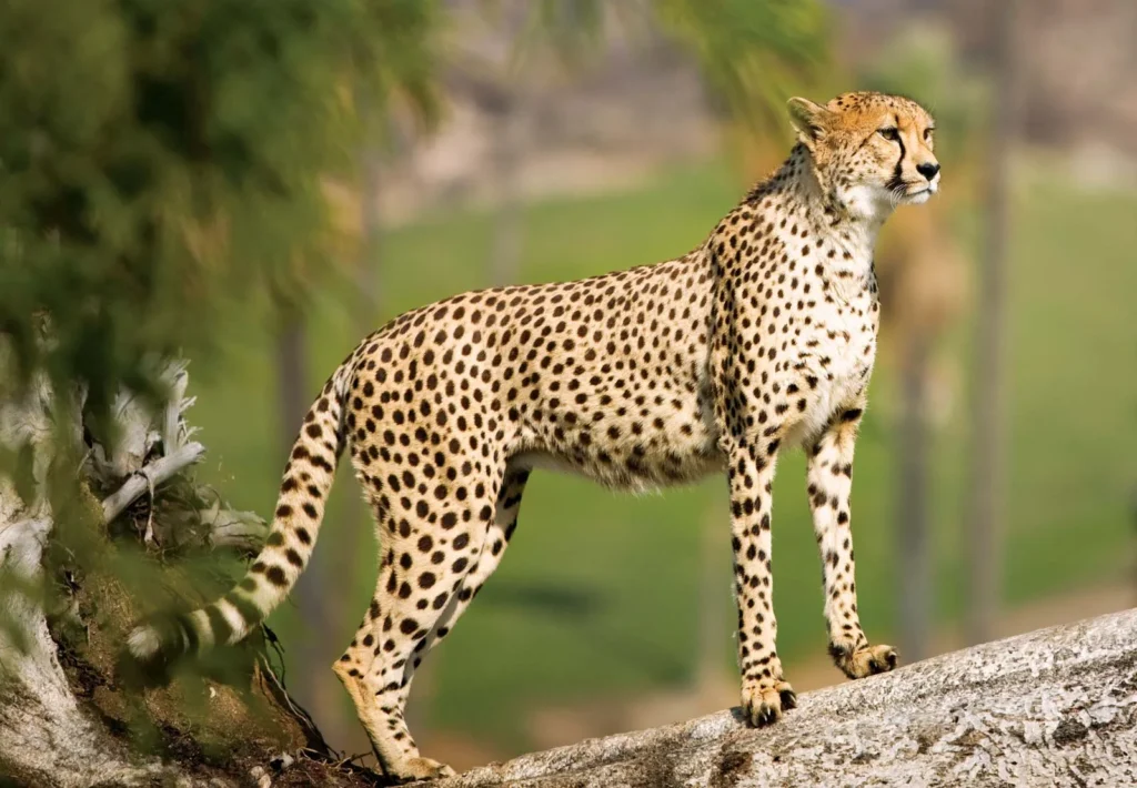 The diverse habitat of Guru Ghasidas-Tamor Pingla, with its vast grasslands and open spaces, is considered suitable for supporting a small population of cheetahs.