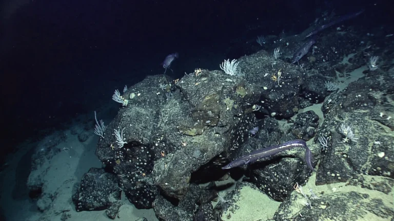 Next-Generation Water Satellite Maps Seafloor From Space