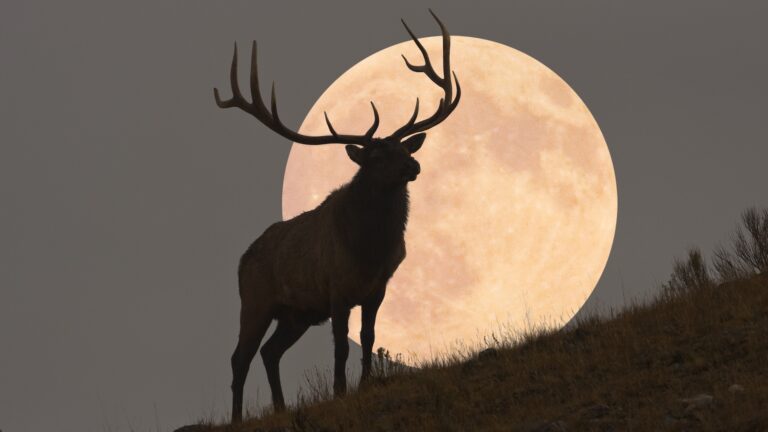 The July Buck Moon 2025 won’t just light up the sky — it will light up your imagination.
